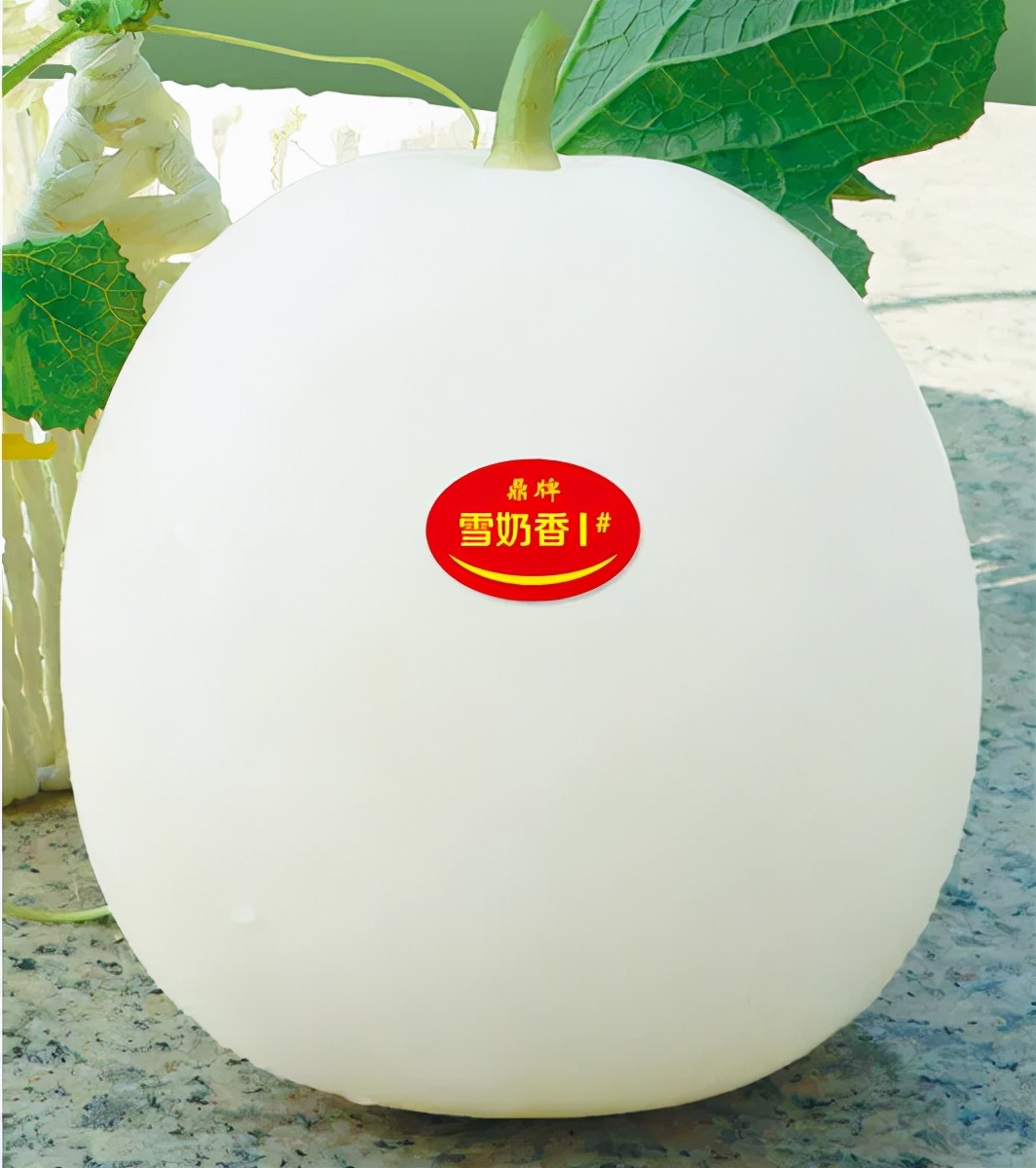 河南焦作的李向林今年種植甜瓜新品種，客戶直接拉貨走人