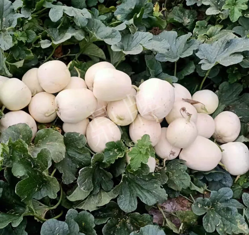 河南焦作的李向林今年種植甜瓜新品種，客戶直接拉貨走人