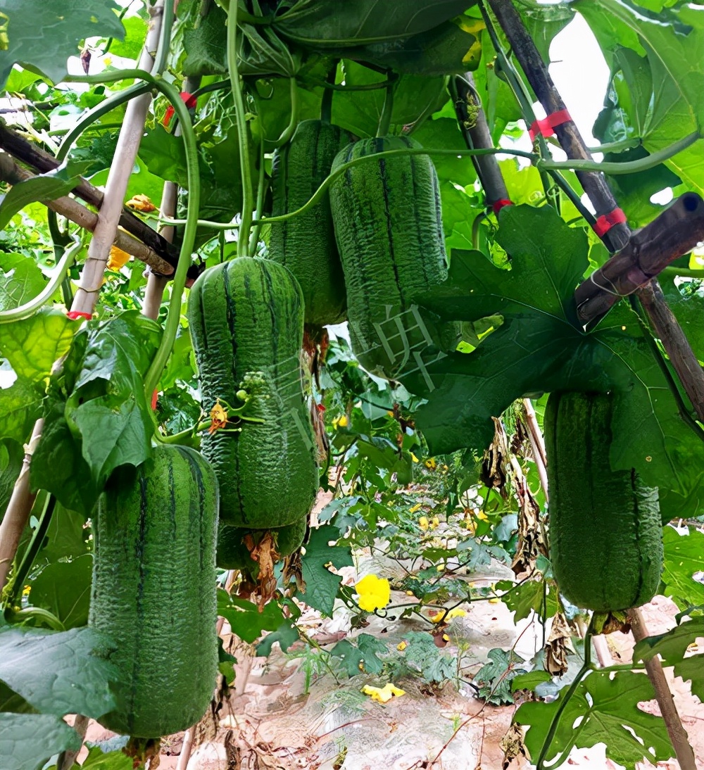 臺州的曾方明試種新品種，畝收入超過6萬元