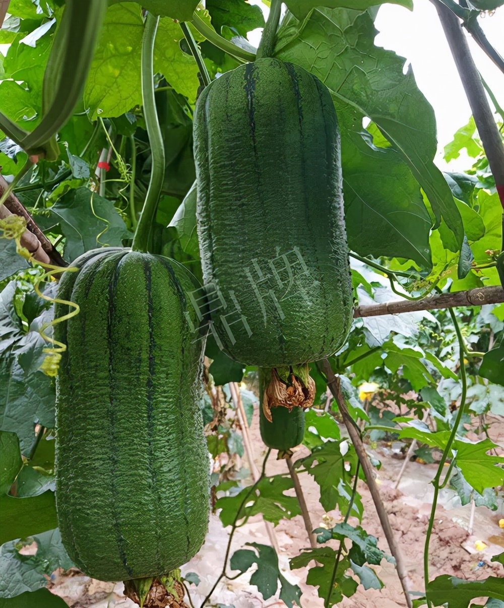 臺州的曾方明試種新品種，畝收入超過6萬元