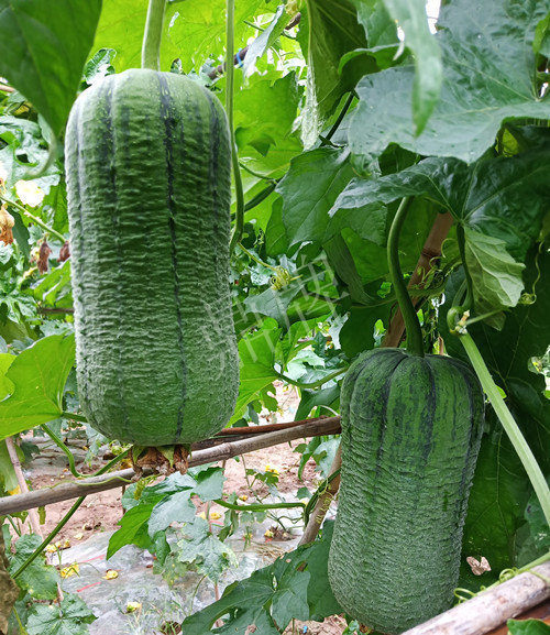 臺州的曾方明試種新品種，畝收入超過6萬元