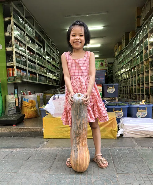 四川農(nóng)戶今年種“健美蜜本”南瓜產(chǎn)量高，品質(zhì)好，感覺巴適得很