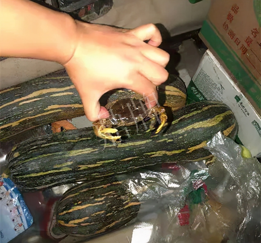 四川農(nóng)戶今年種“健美蜜本”南瓜產(chǎn)量高，品質(zhì)好，感覺巴適得很