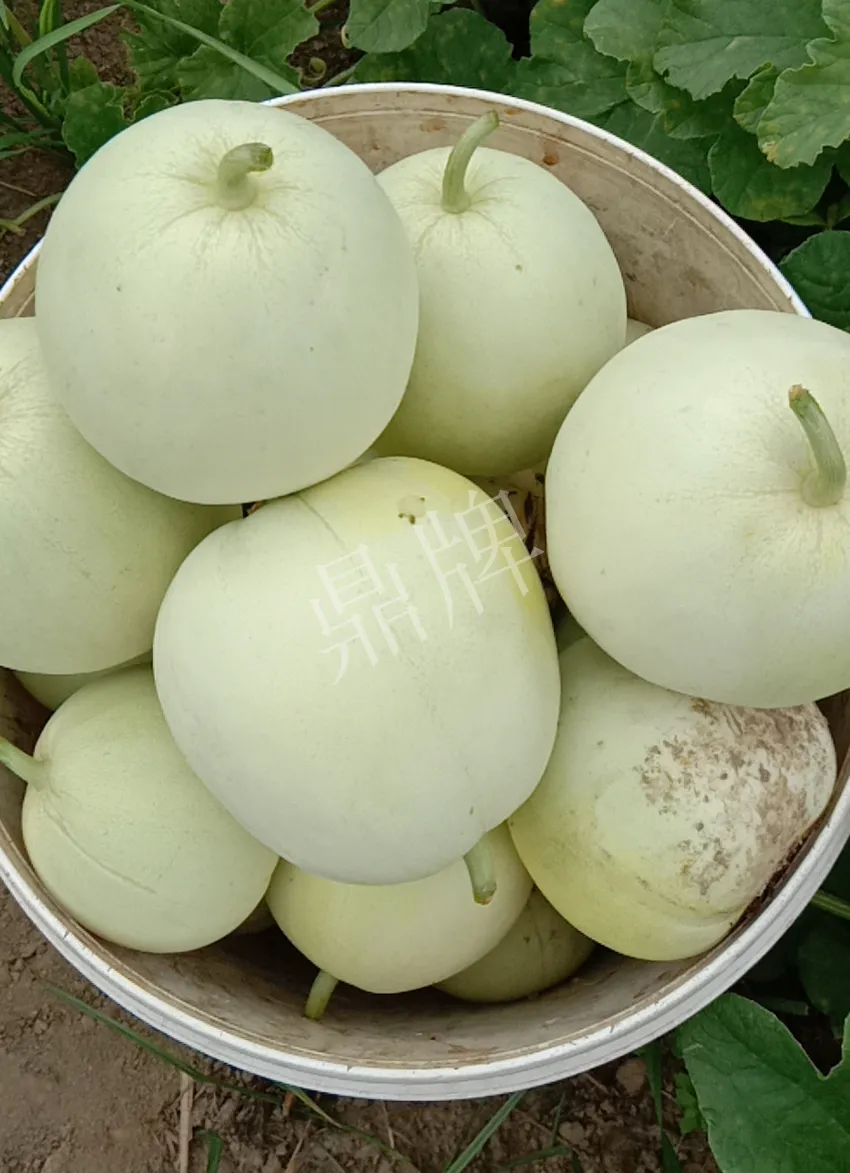 其他品種的甜瓜2塊1斤都賣不動，我的玉奶香2號甜瓜2塊5直接搶