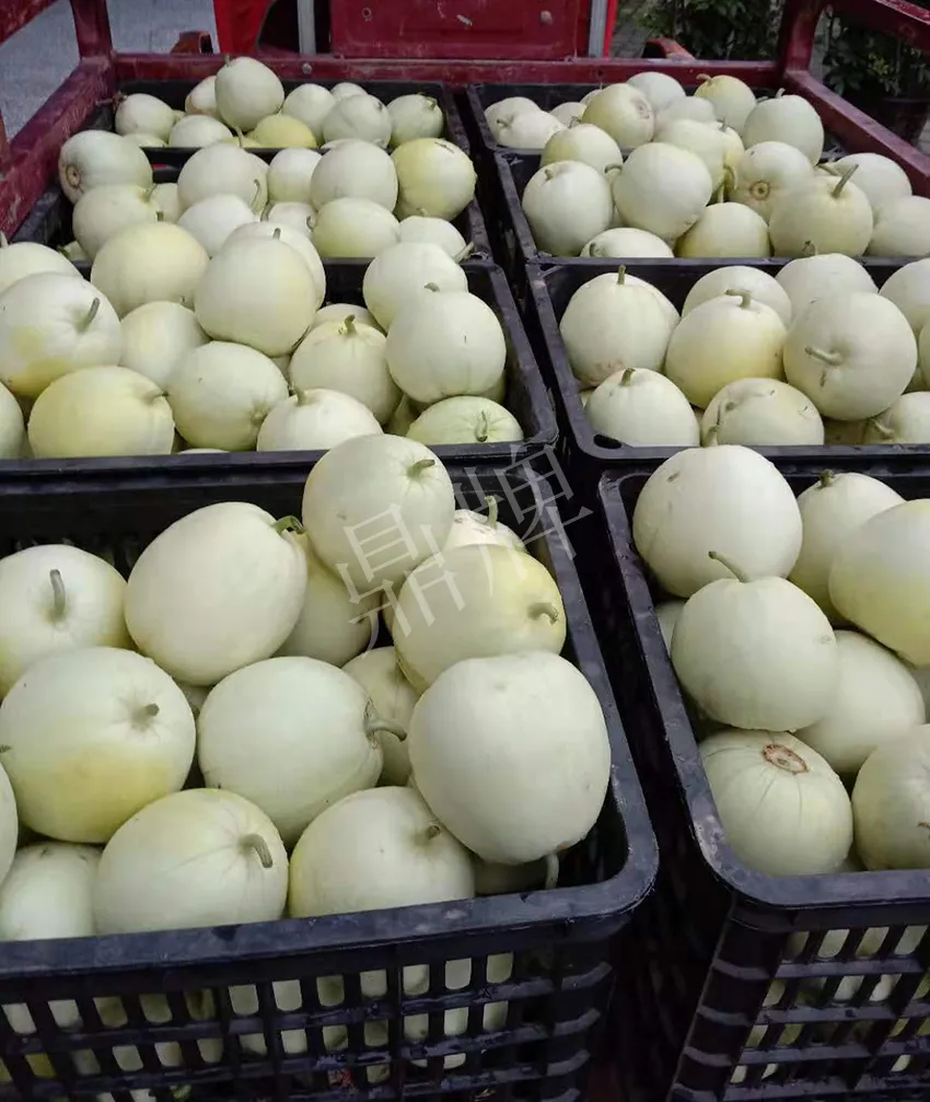 其他品種的甜瓜2塊1斤都賣不動，我的玉奶香2號甜瓜2塊5直接搶