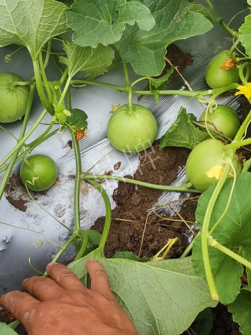 其他品種的甜瓜2塊1斤都賣不動，我的玉奶香2號甜瓜2塊5直接搶