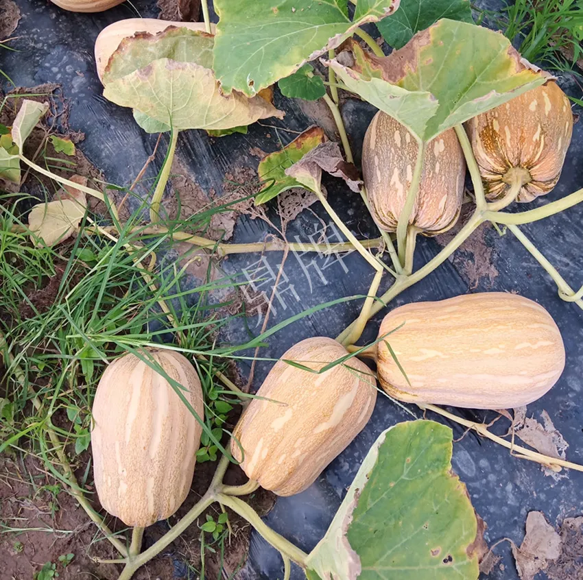 襄陽農(nóng)民“押寶”押對了，這個品種幫他賺了2倍錢