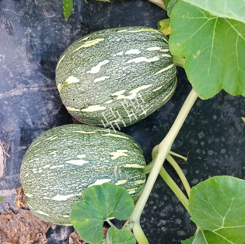 襄陽農(nóng)民“押寶”押對了，這個品種幫他賺了2倍錢