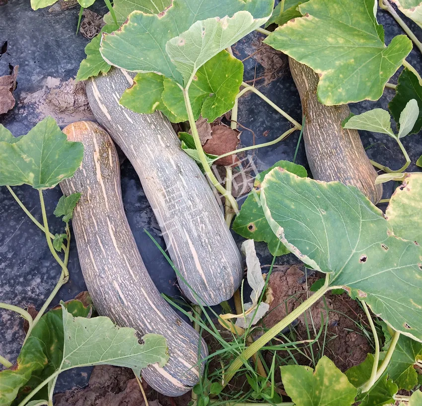 岳陽王大年打工多年，選擇回家種南瓜，今年還增加了50畝地