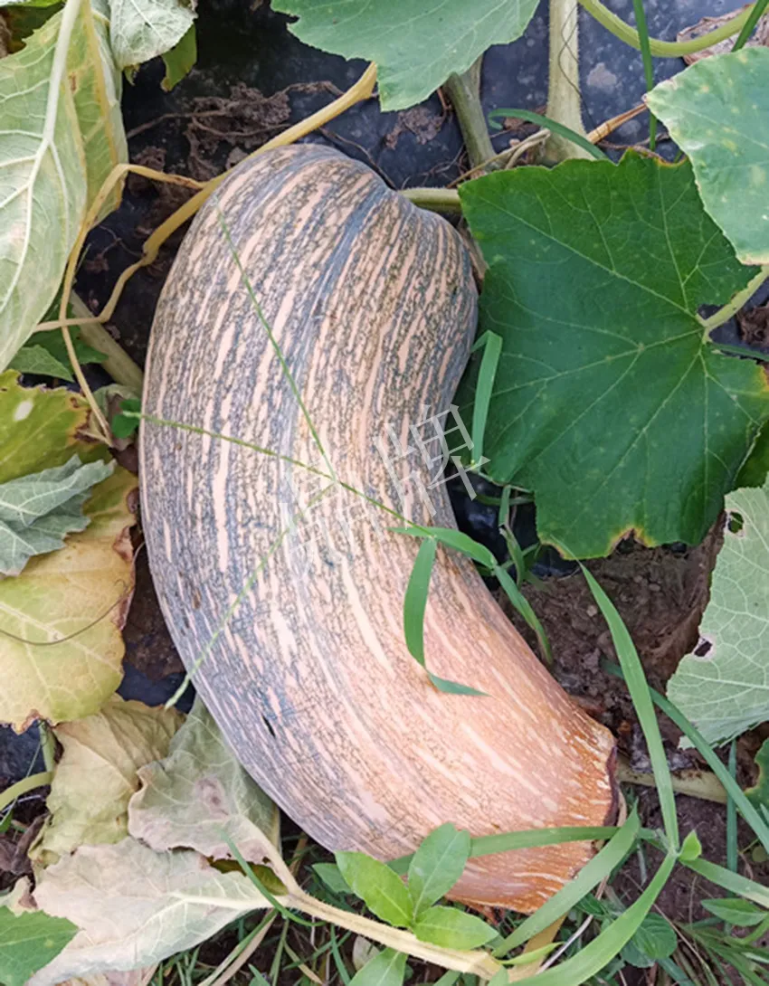 岳陽王大年打工多年，選擇回家種南瓜，今年還增加了50畝地