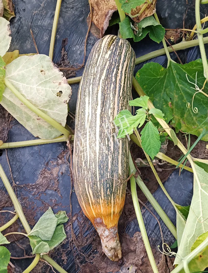 岳陽王大年打工多年，選擇回家種南瓜，今年還增加了50畝地