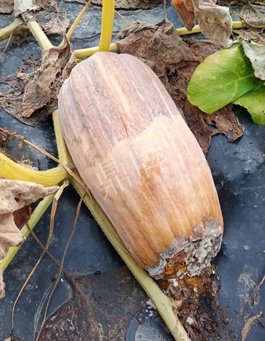 岳陽王大年打工多年，選擇回家種南瓜，今年還增加了50畝地