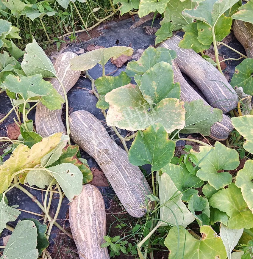 岳陽王大年打工多年，選擇回家種南瓜，今年還增加了50畝地