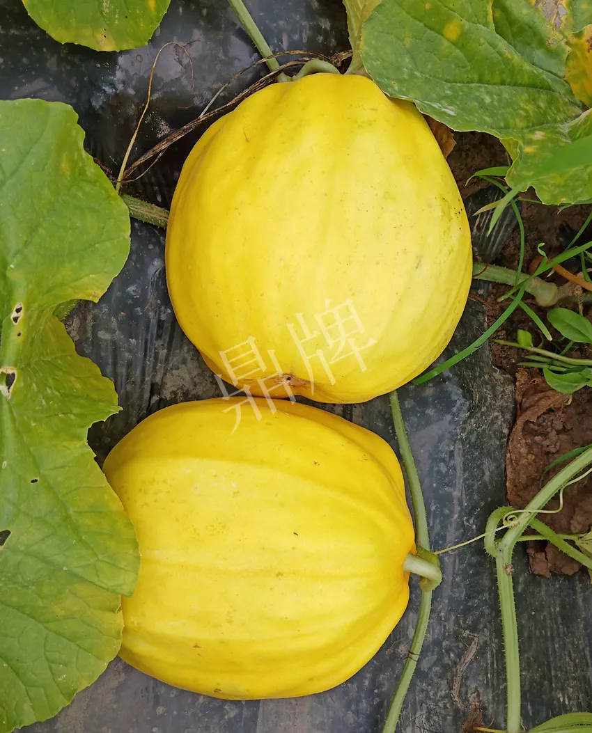 婁底瓜農純賺50萬，我這個“張大膽”榮光了一把