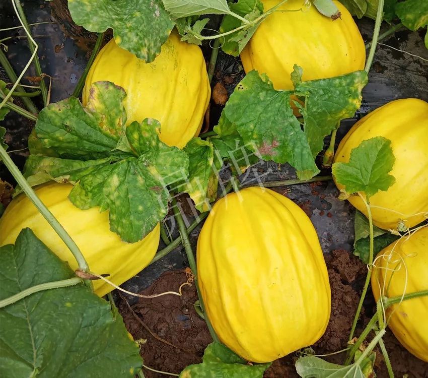 婁底瓜農純賺50萬，我這個“張大膽”榮光了一把