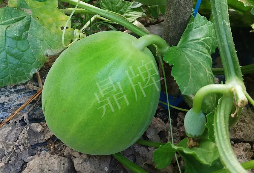 婁底瓜農純賺50萬，我這個“張大膽”榮光了一把