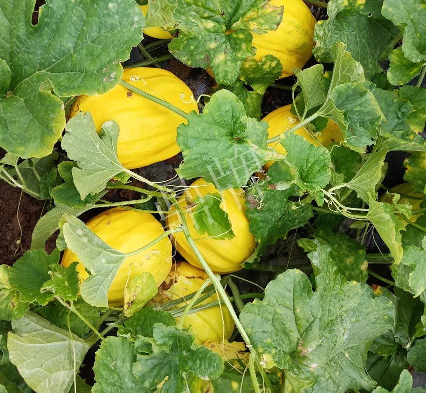 婁底瓜農純賺50萬，我這個“張大膽”榮光了一把