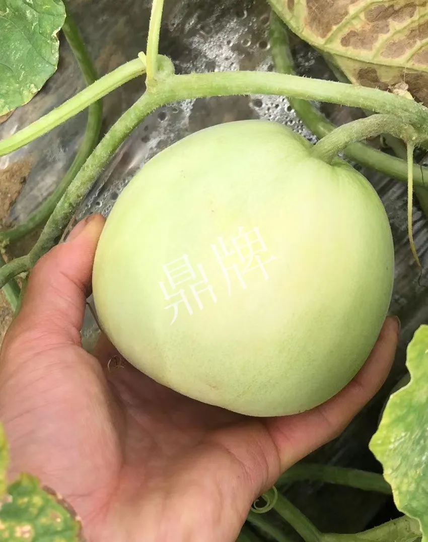 郴州農(nóng)戶種植新品種，果實(shí)又香又甜，很好賣