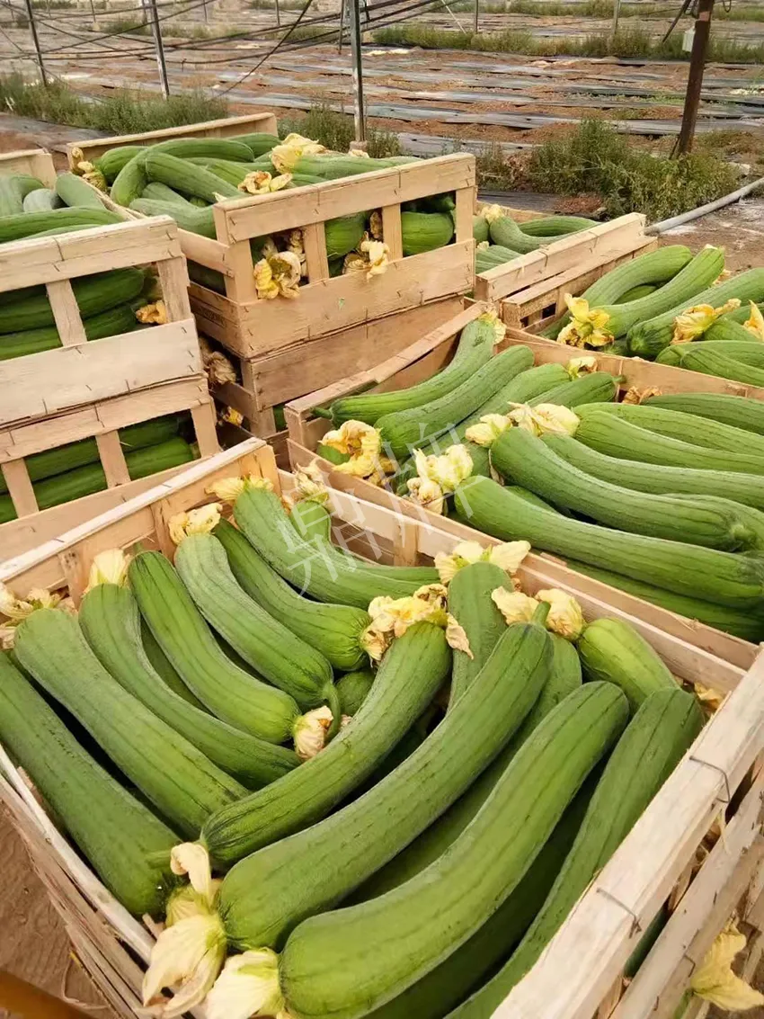 鎮(zhèn)江的何青萍，在法國(guó)種植“優(yōu)比1號(hào)”每公斤24元