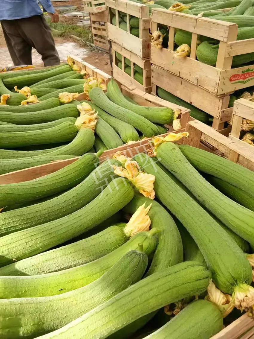 鎮(zhèn)江的何青萍，在法國(guó)種植“優(yōu)比1號(hào)”每公斤24元