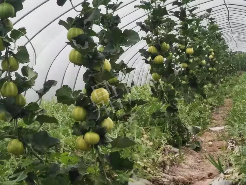 一株坐果15個，6元1斤，好賣得很