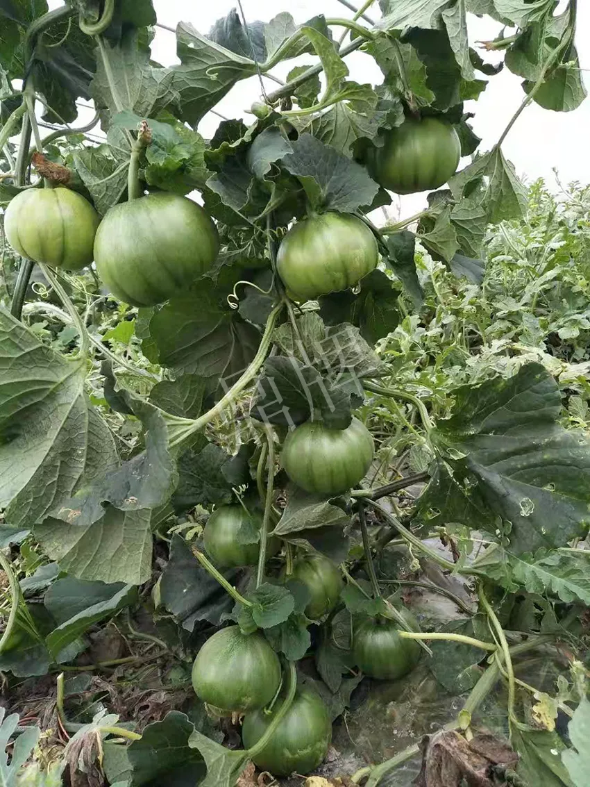 一株坐果15個，6元1斤，好賣得很