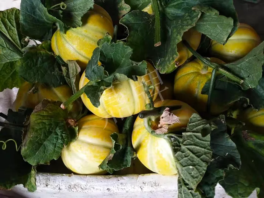 一株坐果15個，6元1斤，好賣得很