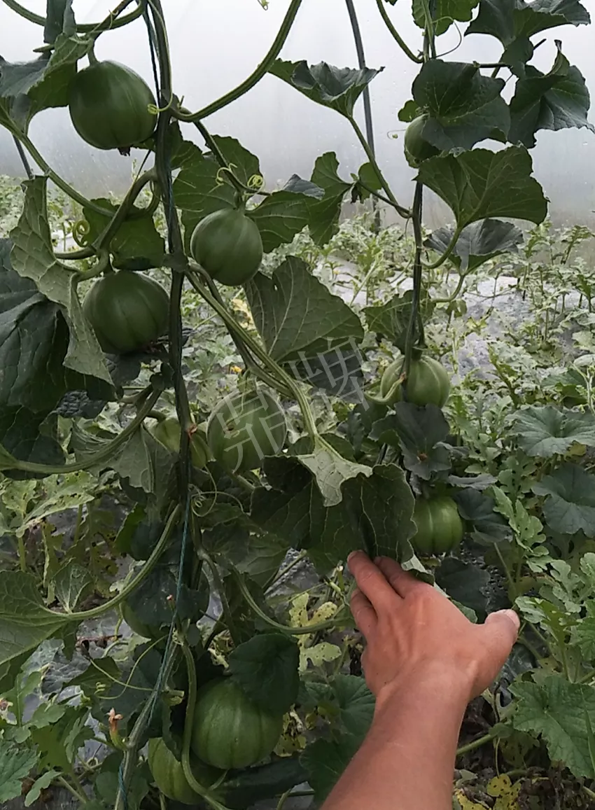 一株坐果15個，6元1斤，好賣得很