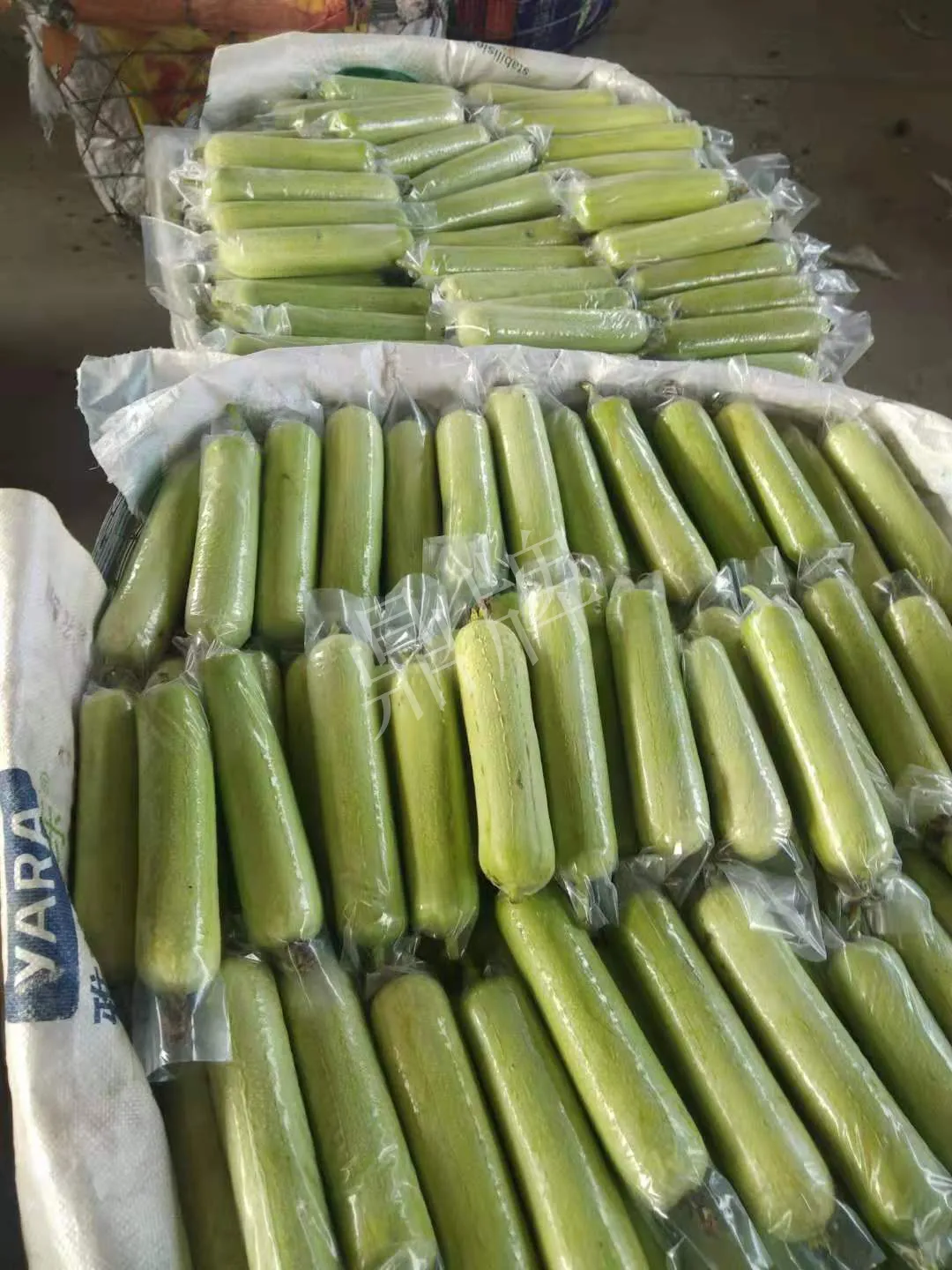 這個絲瓜每畝能掙3萬，沒種植的農(nóng)戶后悔得拍大腿