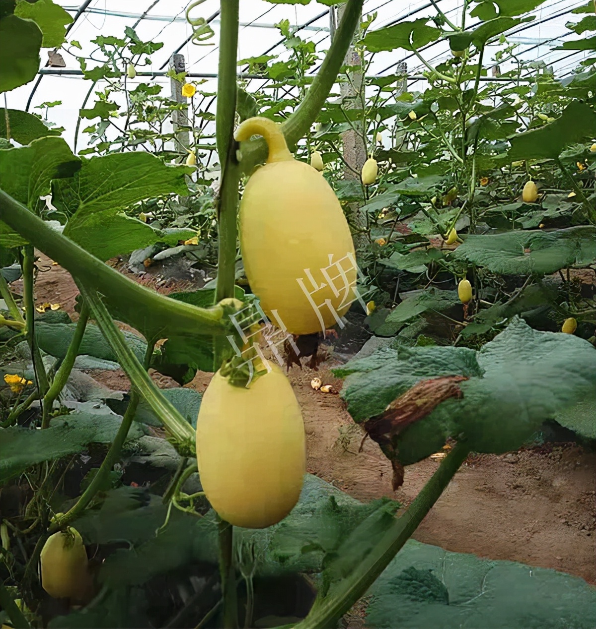 河南3月中旬就上市的“黃金筍瓜”，能買到14元/斤