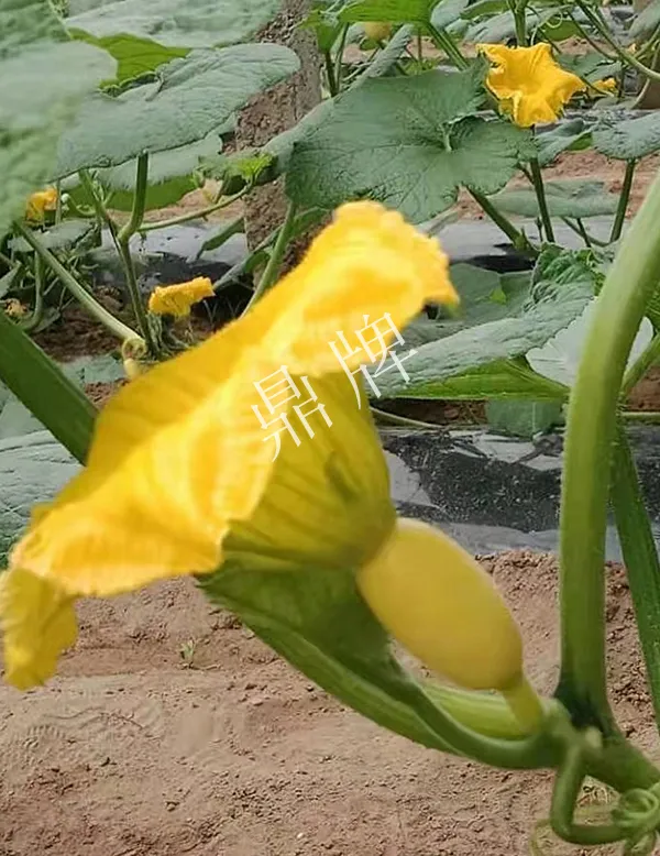 河南3月中旬就上市的“黃金筍瓜”，能買到14元/斤