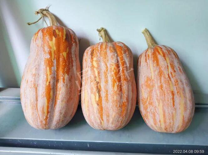蔬菜種子種植戶客戶點評-去年的南瓜，放到現(xiàn)在還完好！能賣什么價？