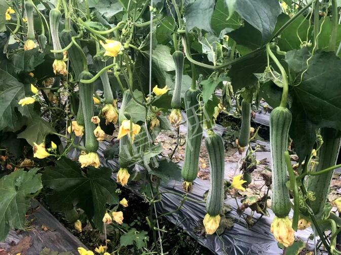 蔬菜種子種植戶客戶點(diǎn)評(píng)-這個(gè)絲瓜品種，找不到競(jìng)爭(zhēng)對(duì)手……