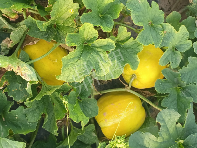 蔬菜種子種植戶客戶點(diǎn)評(píng)-種它！種它！高溫季節(jié)就種它！