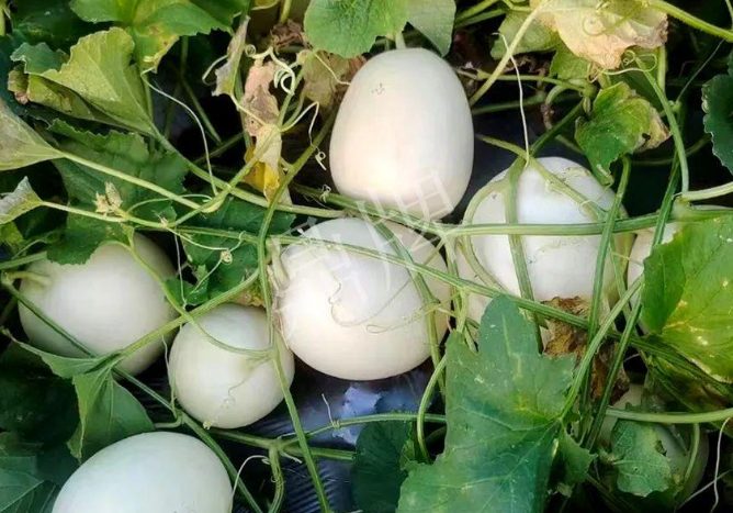 蔬菜種子種植戶客戶點(diǎn)評(píng)-巴適，巴適，這個(gè)甜瓜太巴適了！