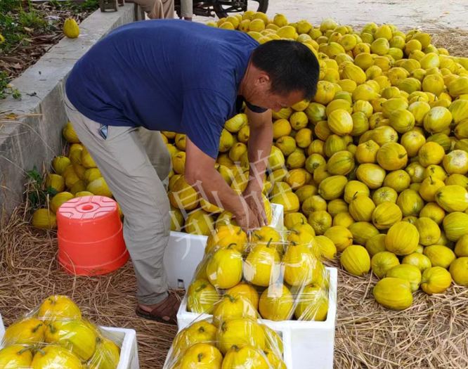 蔬菜種子種植戶客戶點(diǎn)評(píng)-這個(gè)品種抗性強(qiáng)、口感好，為我的合作社帶來了高收入!