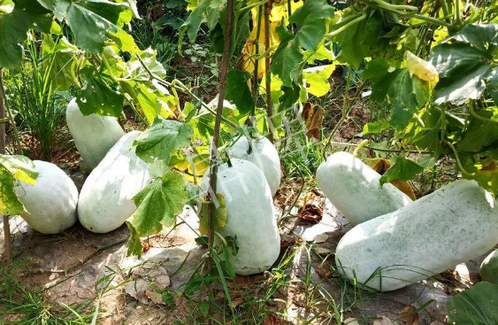 蔬菜種子種植戶客戶點(diǎn)評-驚訝！炎炎烈日下，小孩大聲喊：“大雪球！大雪球……”怎樣一回事？