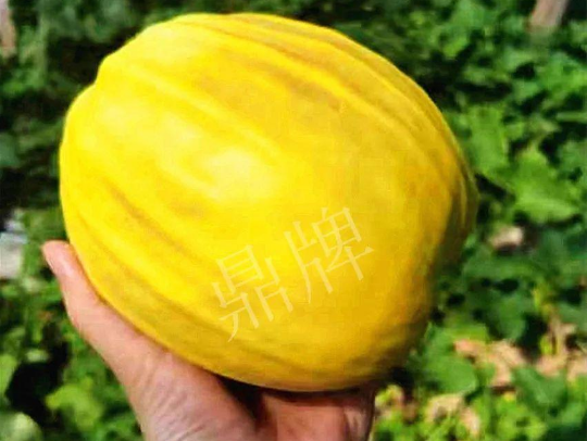 蔬菜種子種植戶客戶點(diǎn)評-我的甜瓜賣20元1市斤，與大家分享…