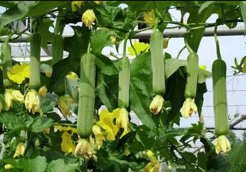 蔬菜種子種植戶客戶點(diǎn)評-每畝收入2萬元！這個絲瓜品種大受歡迎！