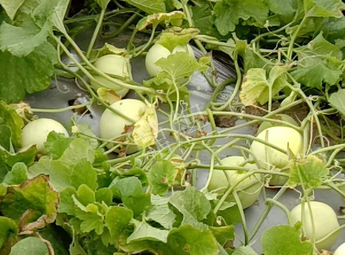 蔬菜種子種植戶客戶點(diǎn)評-種植甜瓜20年，這個品種讓我更省心！