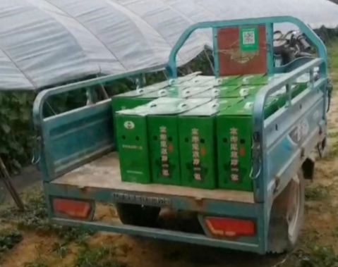 蔬菜種子種植戶客戶點(diǎn)評-很暢銷！團(tuán)購6元一斤，這瓜夠香、夠甜、夠得勁兒！