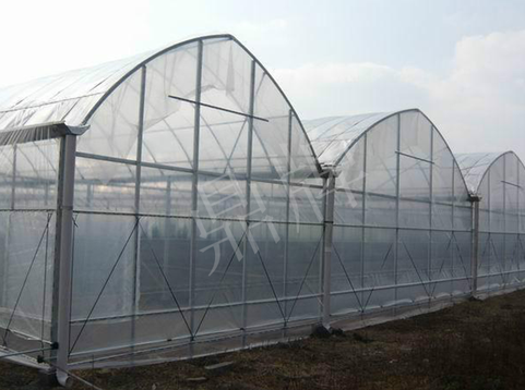 蔬菜種子種植戶客戶點(diǎn)評-鼎牌瓠瓜上市早，地頭批發(fā)價(jià)達(dá)到8元/斤，種植基地王老板告訴您！