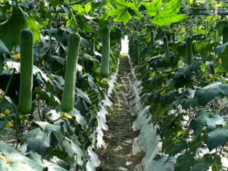 蔬菜種子種植戶客戶點(diǎn)評-高手在民間，浙江蒼南的絲瓜在下半年至春節(jié)，都有大量上市！