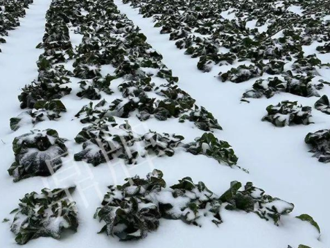 蔬菜種子種植戶客戶點(diǎn)評-春節(jié)期間，2畝雜交“東漢菜”一批就賣了2萬多元！