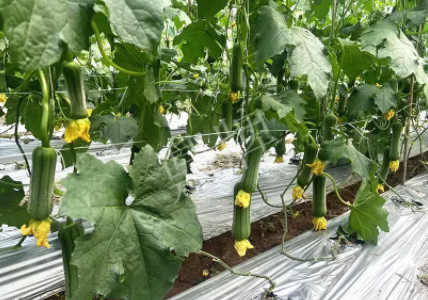 蔬菜種子種植戶客戶點評-這個新品種好不好？？？見證的時候到了！