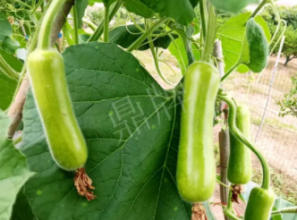 蔬菜種子種植戶客戶點評-科研人員發(fā)誓研究的一個抗高溫品種，您可能需要！