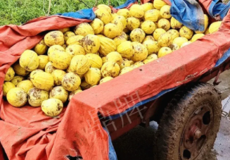 蔬菜種子種植戶客戶點評-持續(xù)暴雨天氣，這個品種幫我們渡過了難關(guān)，收入還滿意！