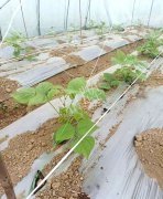 蔬菜種子種植戶客戶點評-超早！超早！我的扁豆2月15日“逆季”上市……