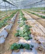 蔬菜種子種植戶客戶點評-三倍體絲瓜到底是斷頭好？還是不斷頭好？看看這位老板的做法……