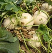 蔬菜種子種植戶客戶點評-我種植的這個品種，稱得上“白馬王子”，與大家分享！